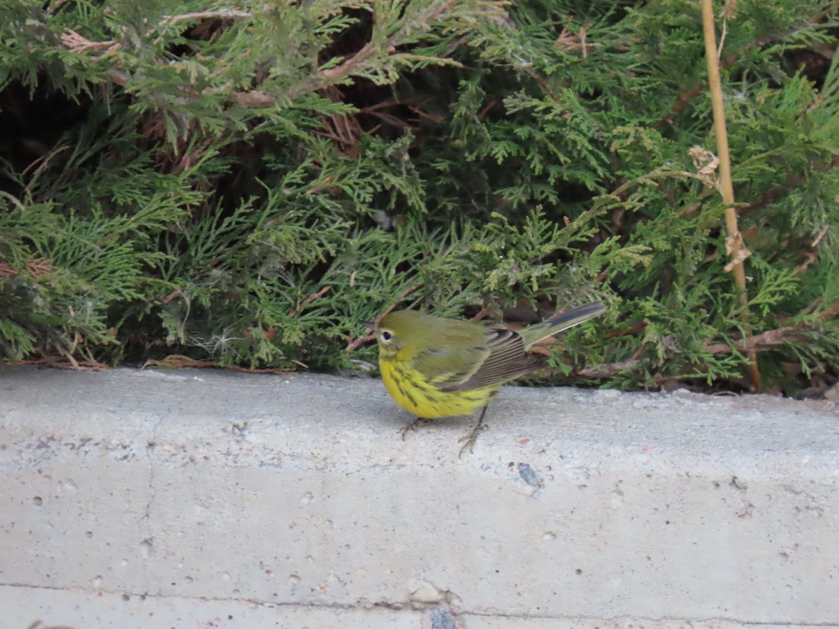 Prairie Warbler - ML645656056
