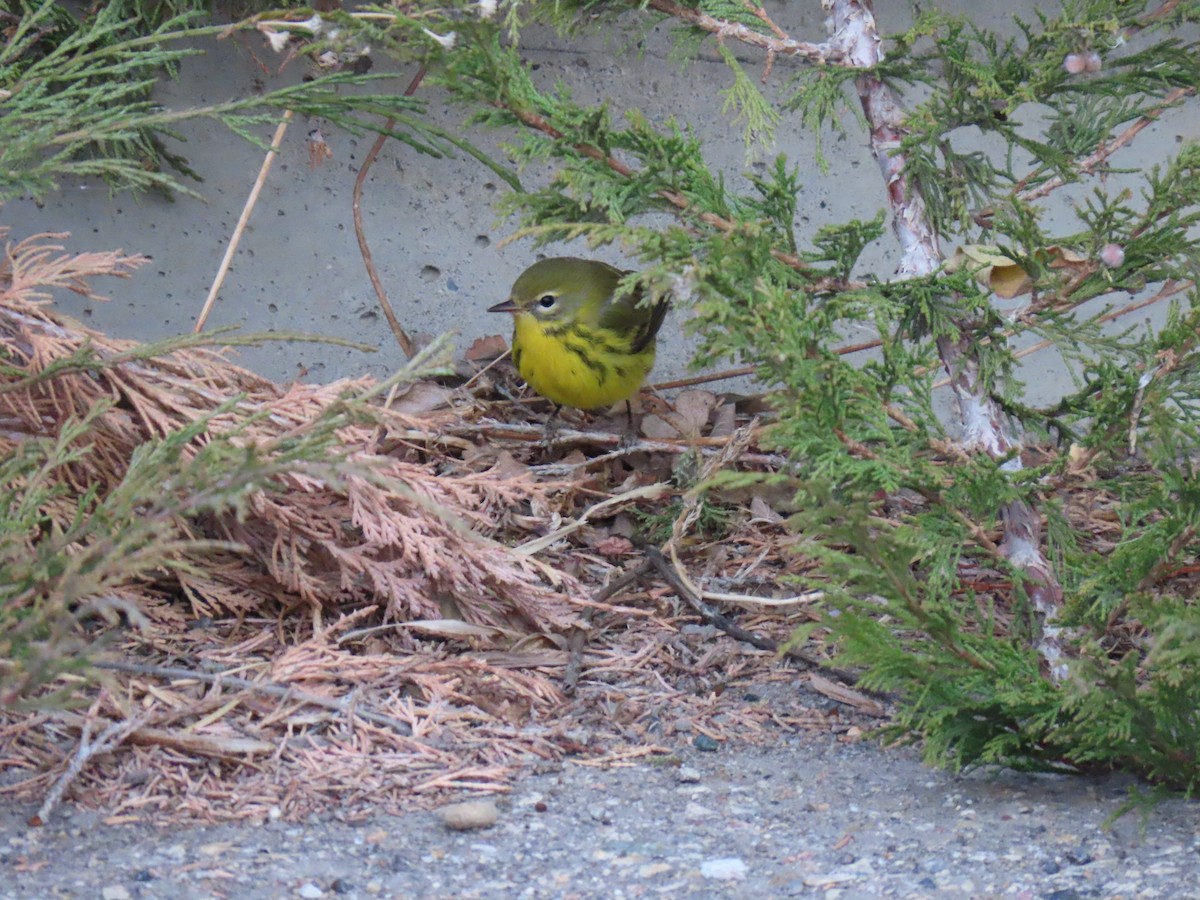 Prairie Warbler - ML645656059