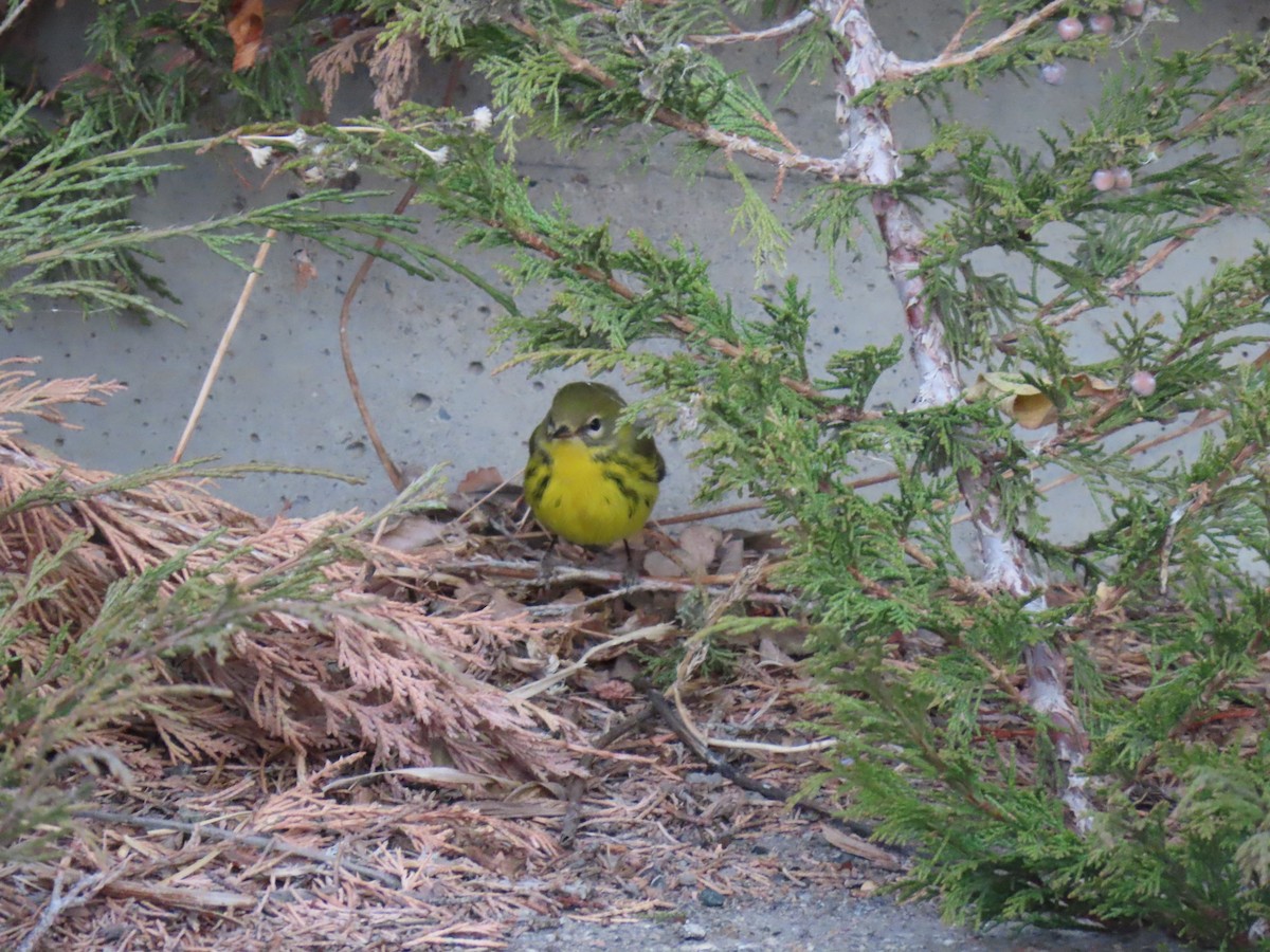 Prairie Warbler - ML645656060