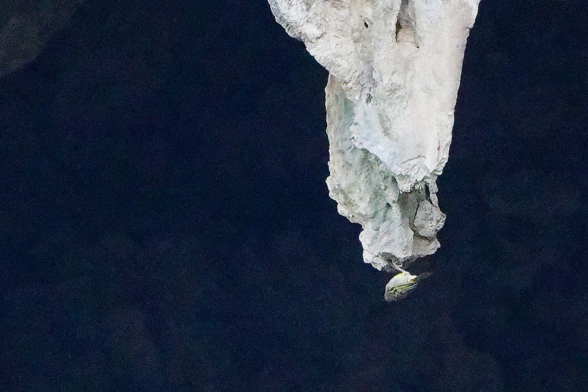 Ткачик рудощокий - ML645656061