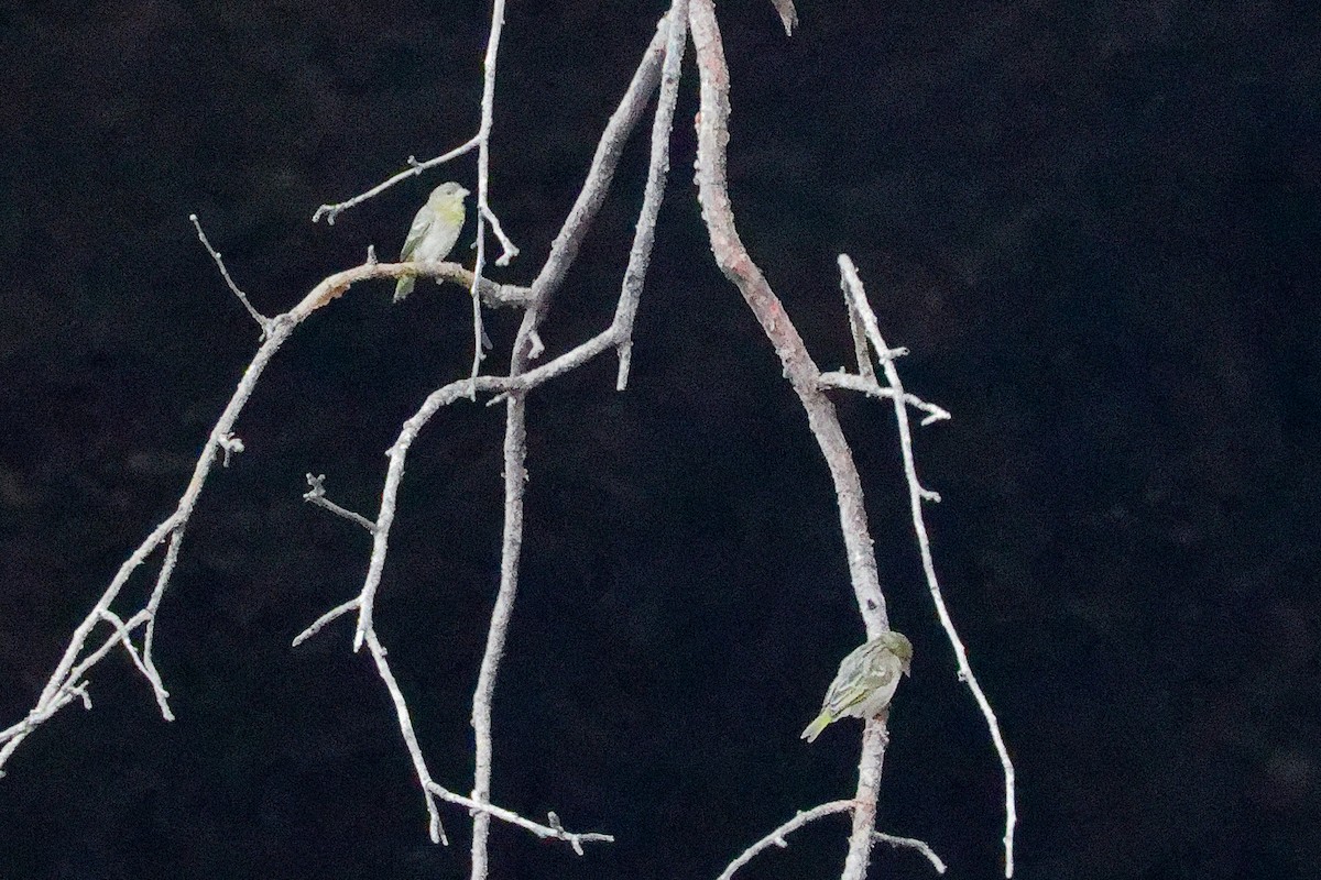 Ткачик рудощокий - ML645656062