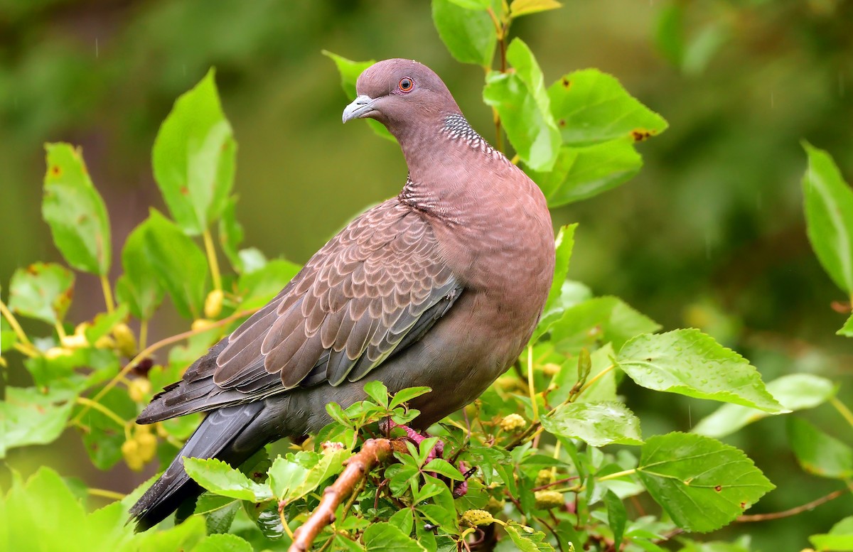 Paloma Picazuró - ML645656063