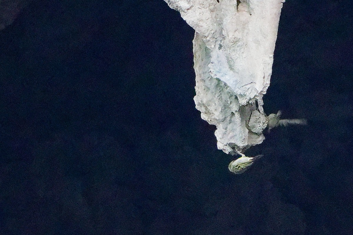 Ткачик рудощокий - ML645656065