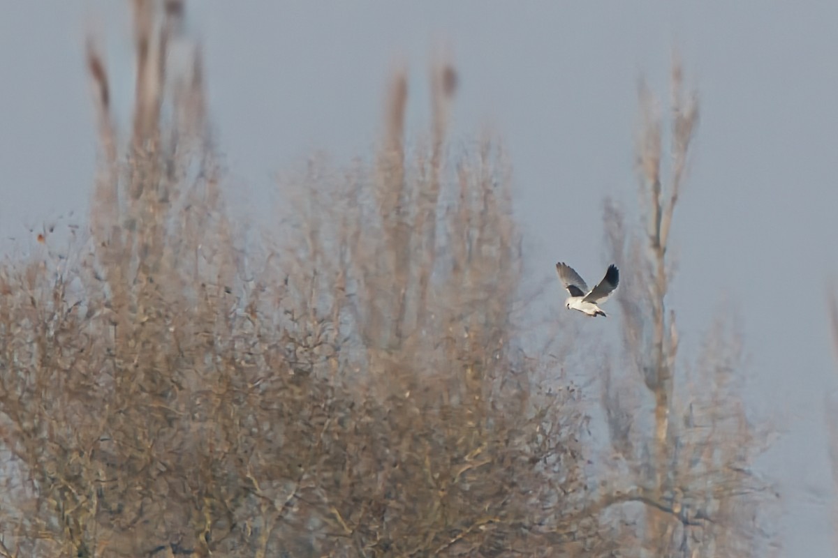 Black-winged Kite - ML645656066
