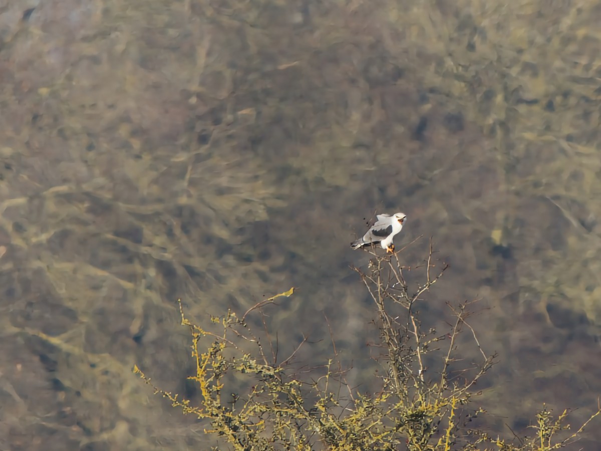 Black-winged Kite - ML645656067