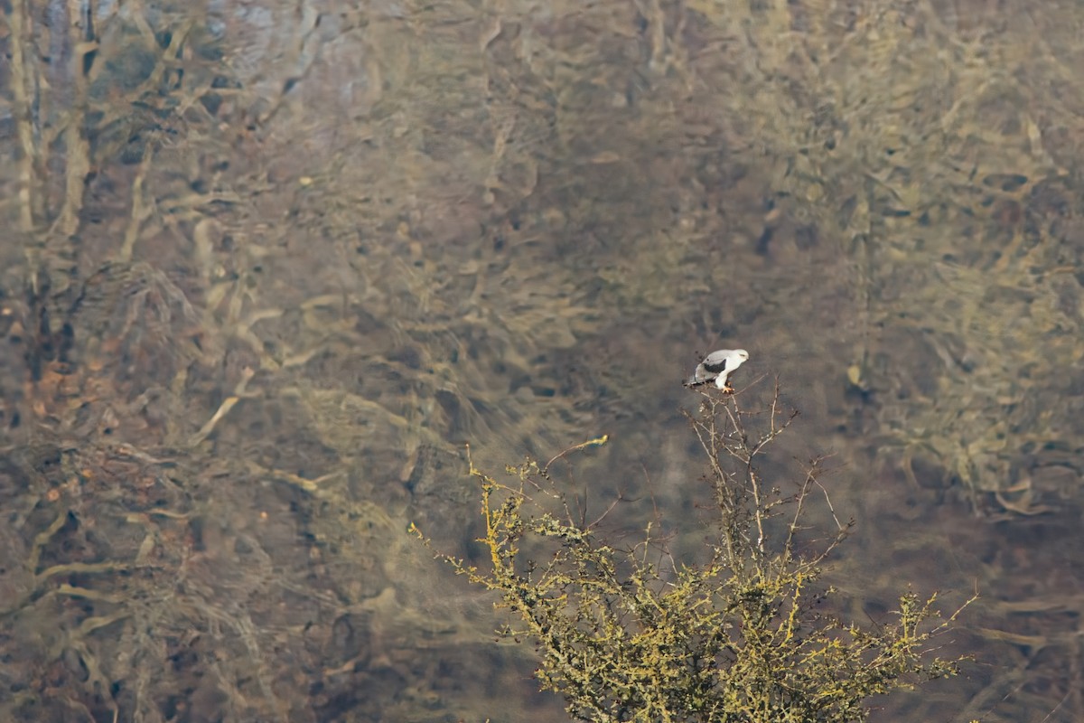 Black-winged Kite - ML645656068