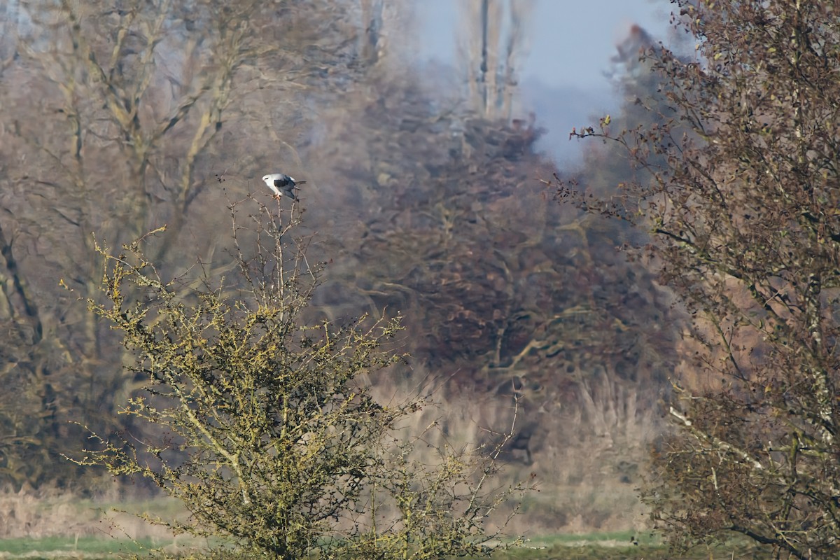 Black-winged Kite - ML645656069