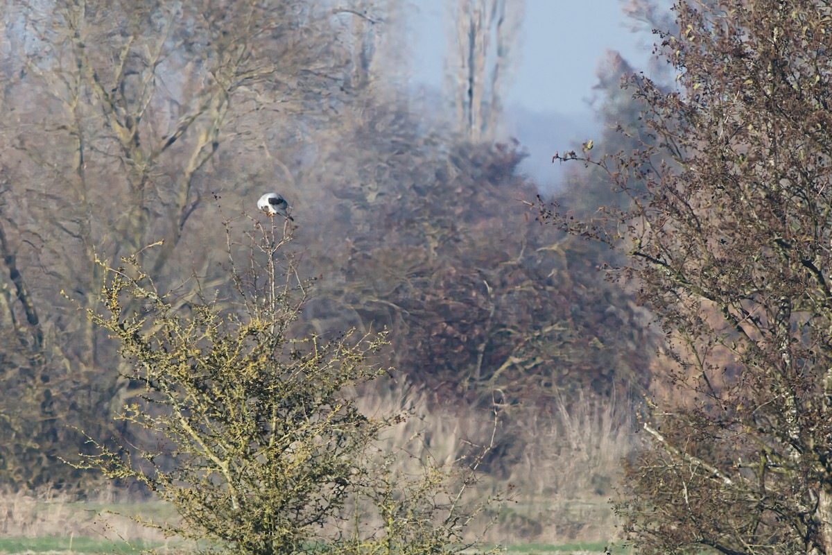 Black-winged Kite - ML645656070