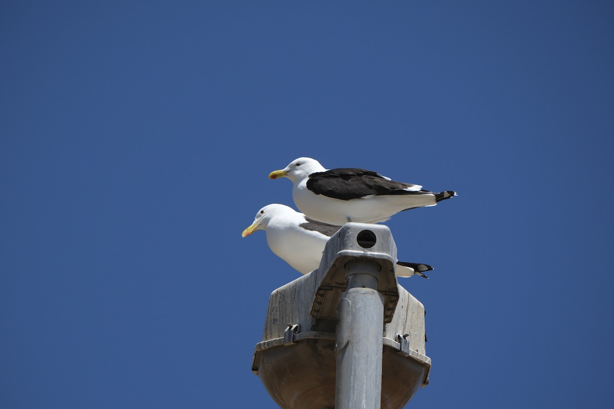 Kelp Gull - ML645656071