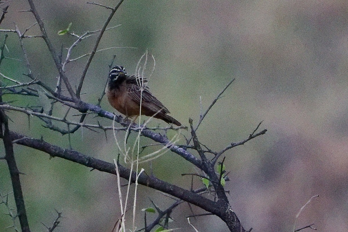 Cinnamon-breasted Bunting - ML645656076