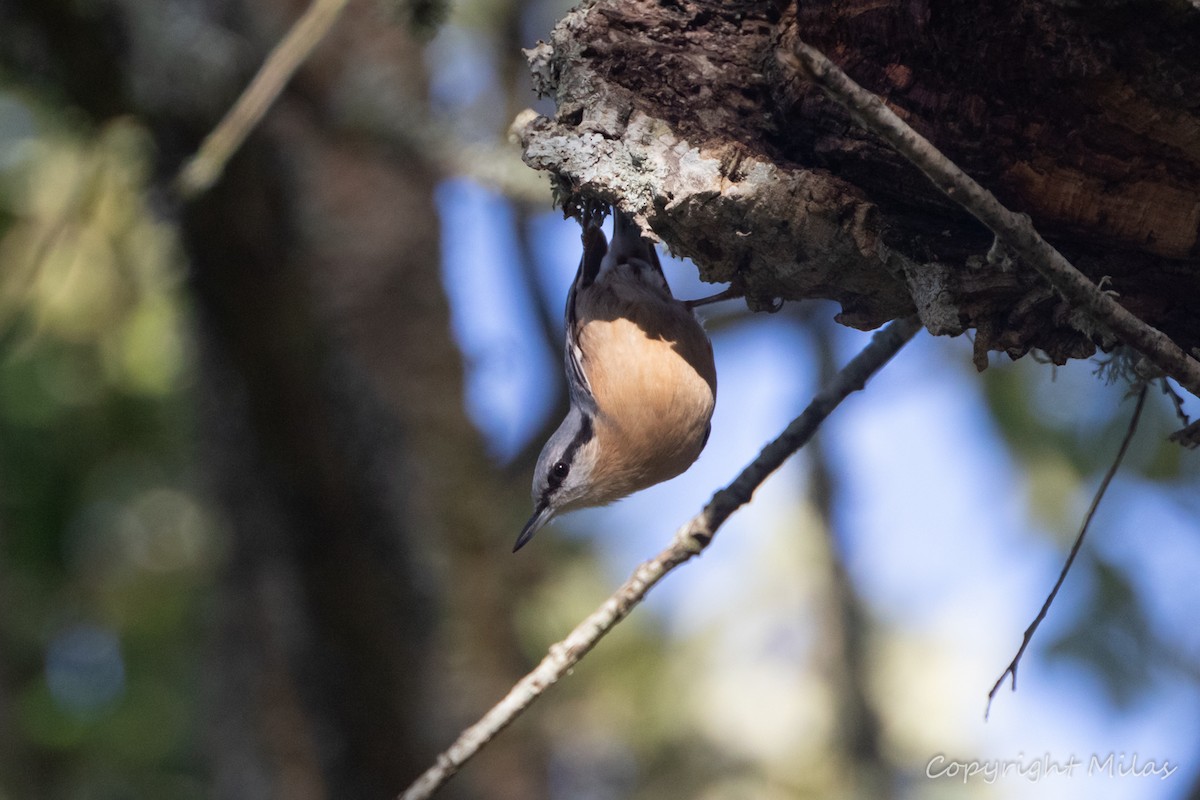 Garrapo eurasiarra - ML645656087