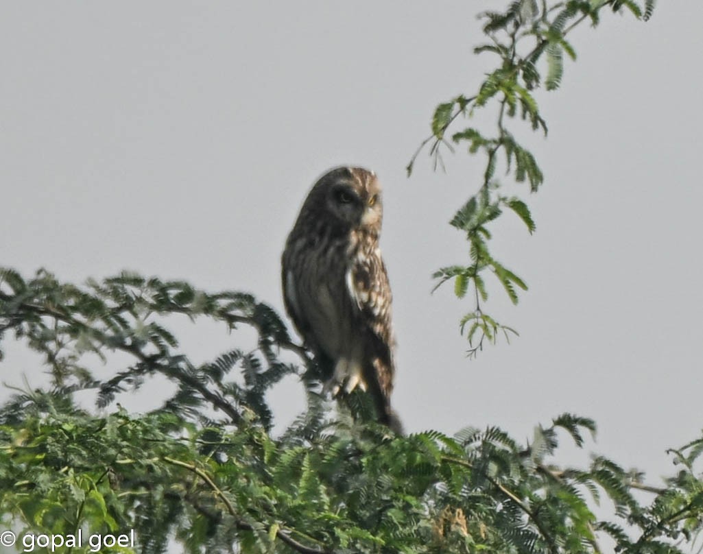 Short-eared Owl - ML645656088