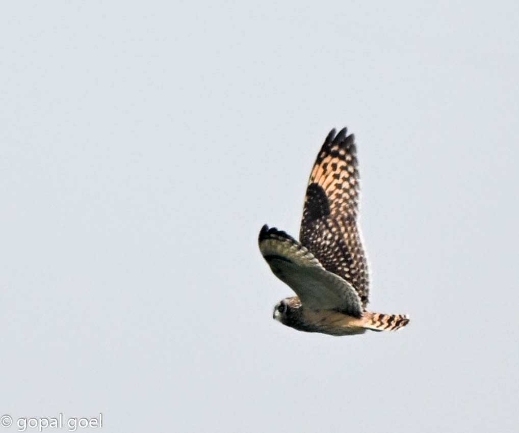 Short-eared Owl - ML645656089