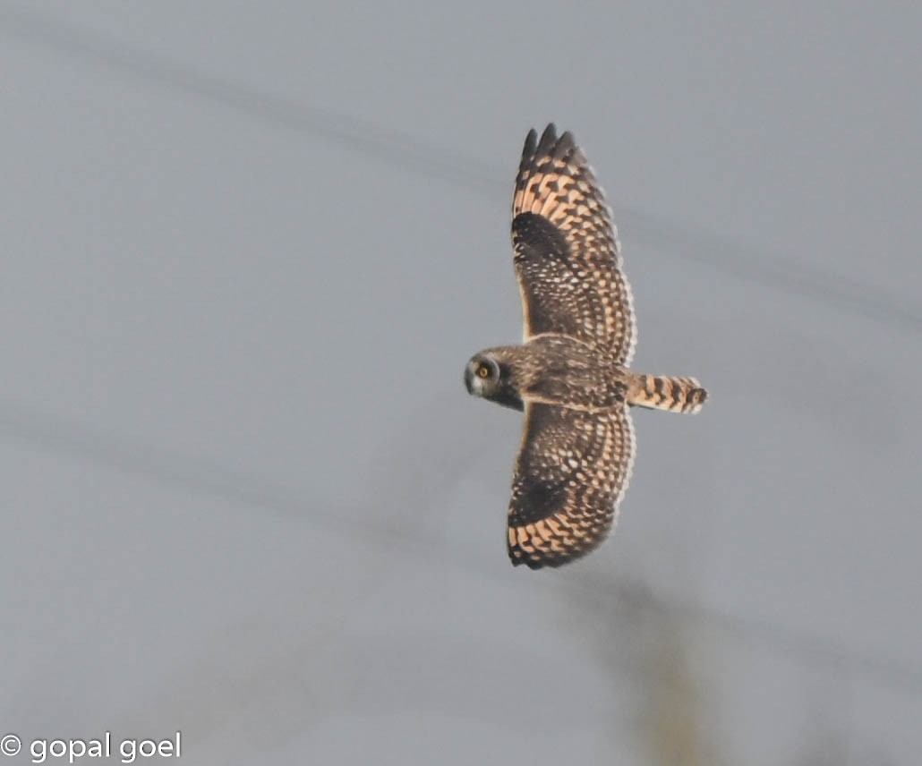 Short-eared Owl - ML645656090