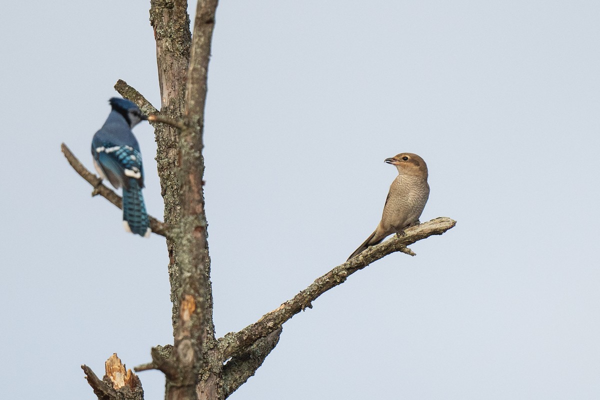 Northern Shrike - ML645656092