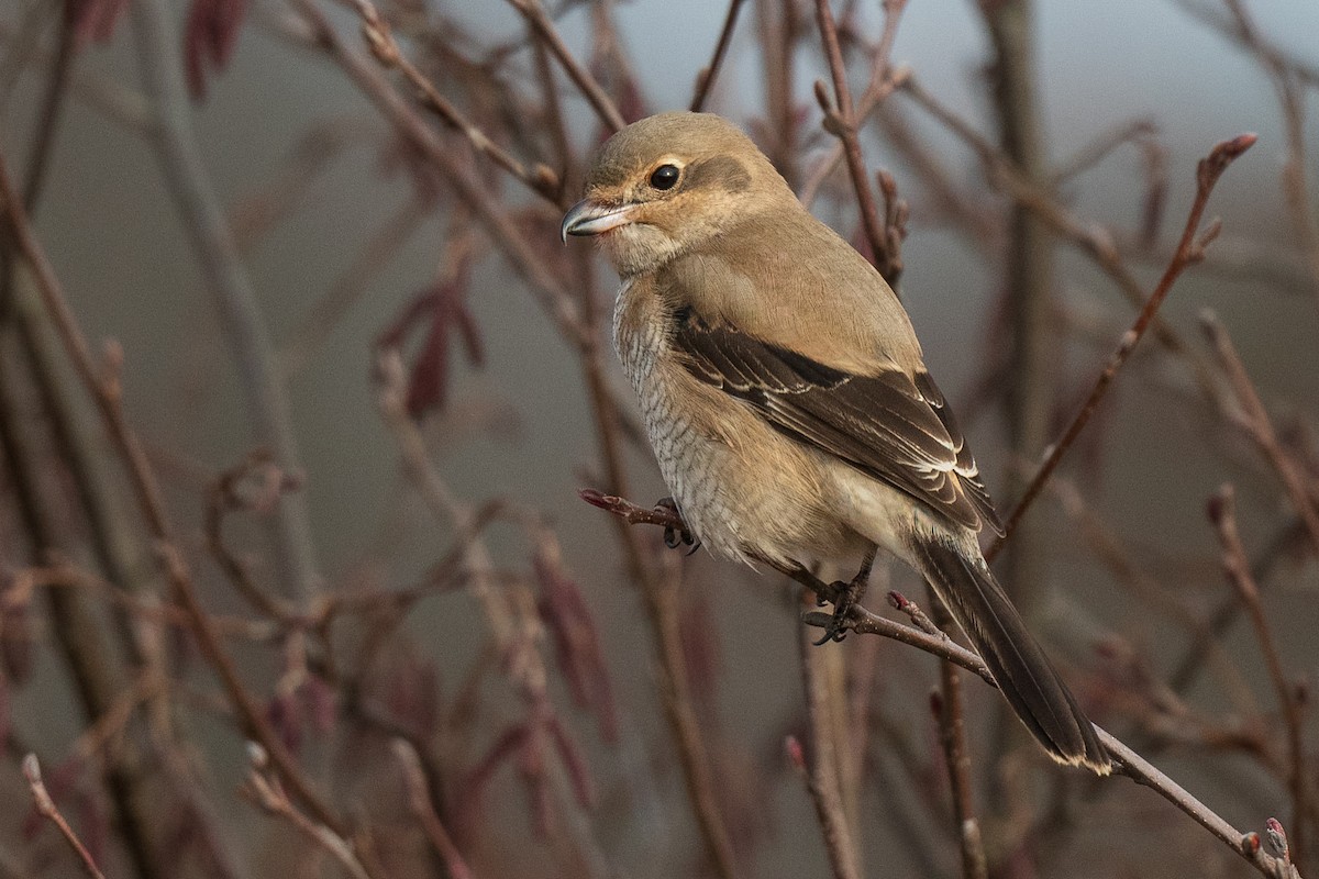 Northern Shrike - ML645656093