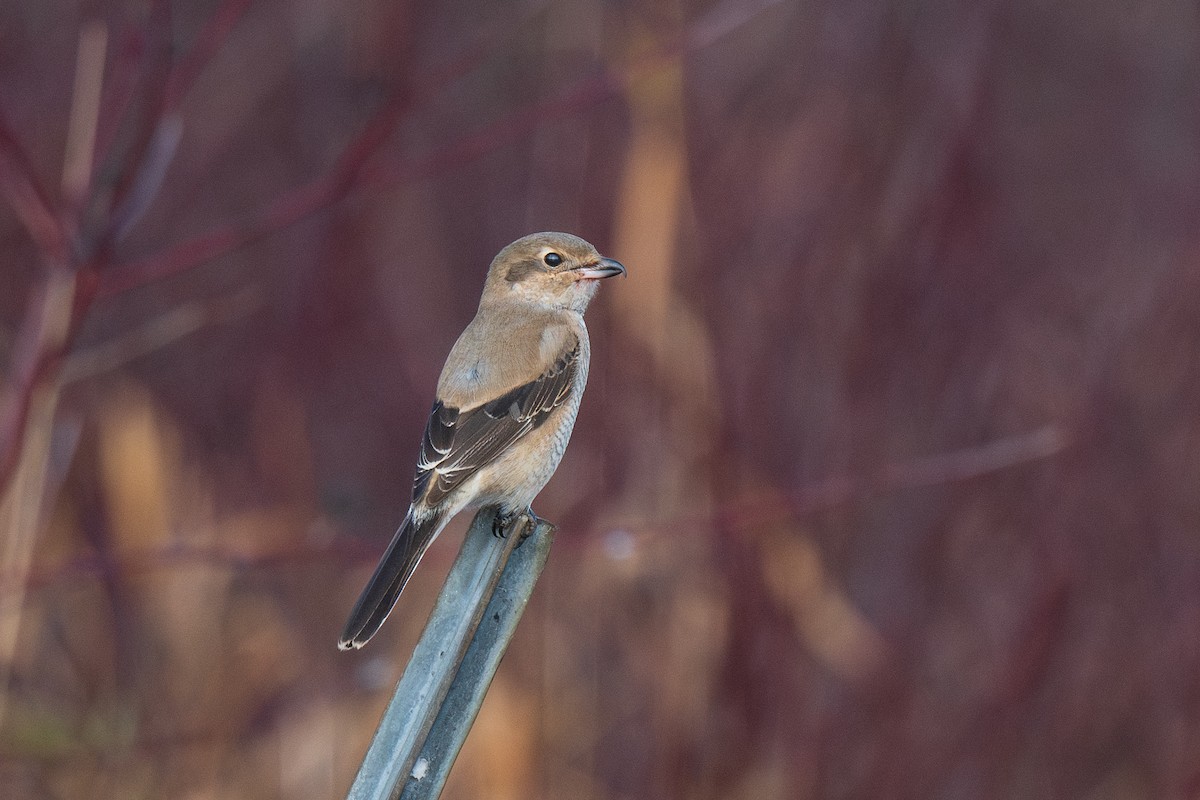 Northern Shrike - ML645656094
