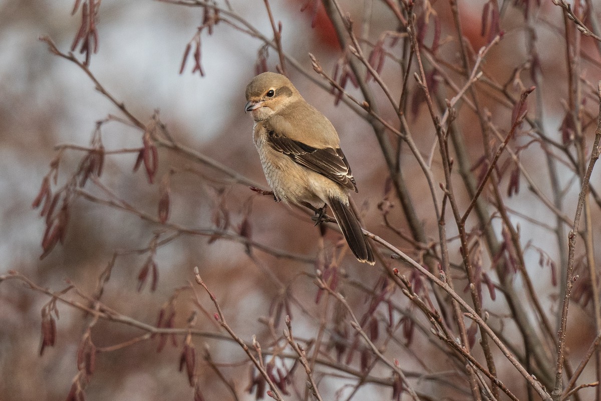 Northern Shrike - ML645656096