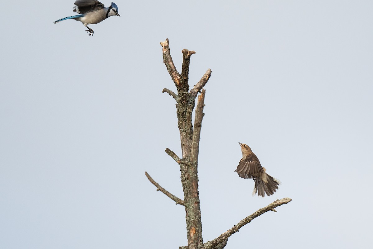 Northern Shrike - ML645656097