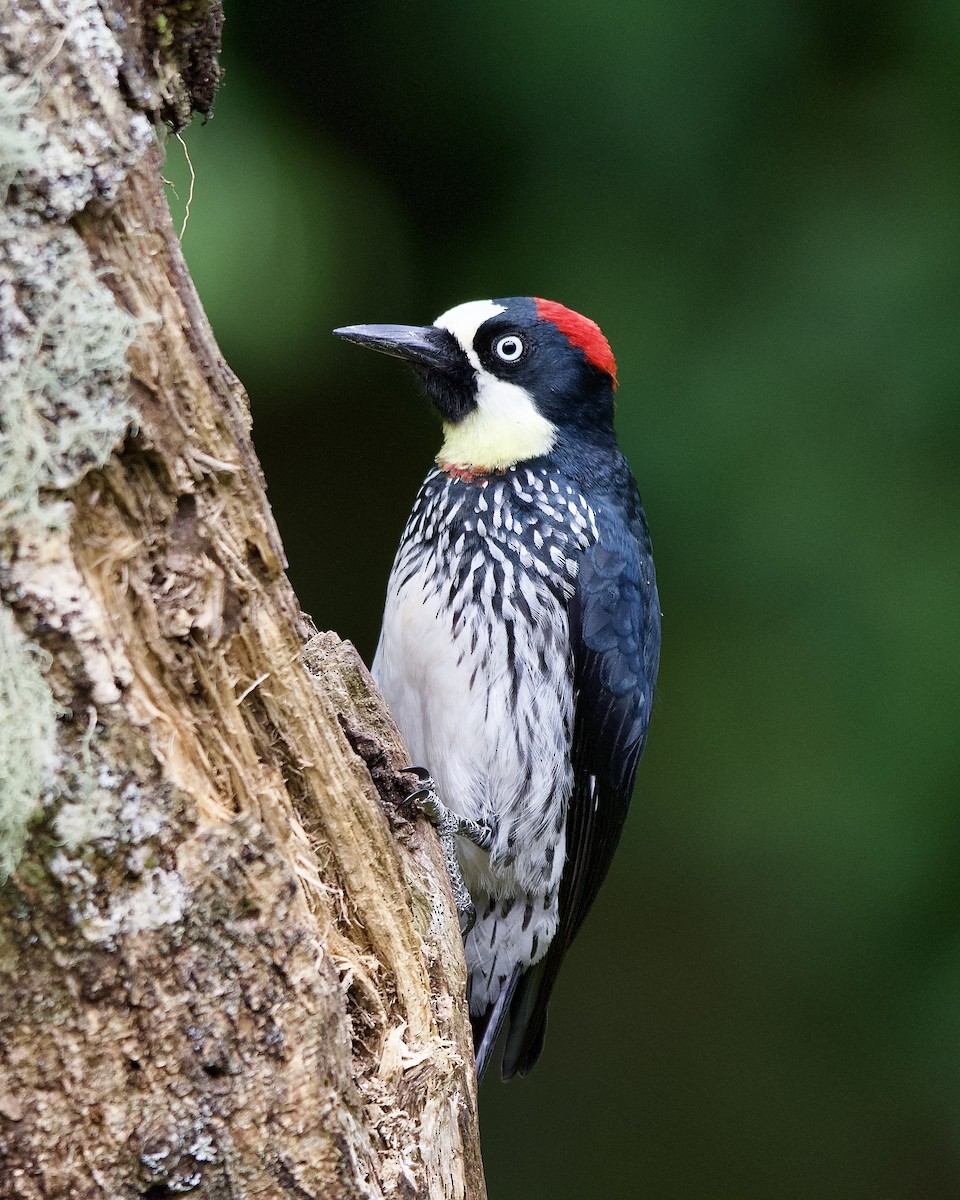 Acorn Woodpecker - ML645656100