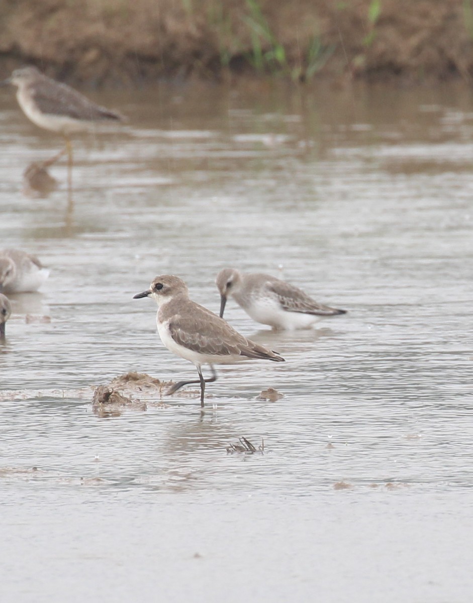 Tibet Cılıbıtı - ML645656102