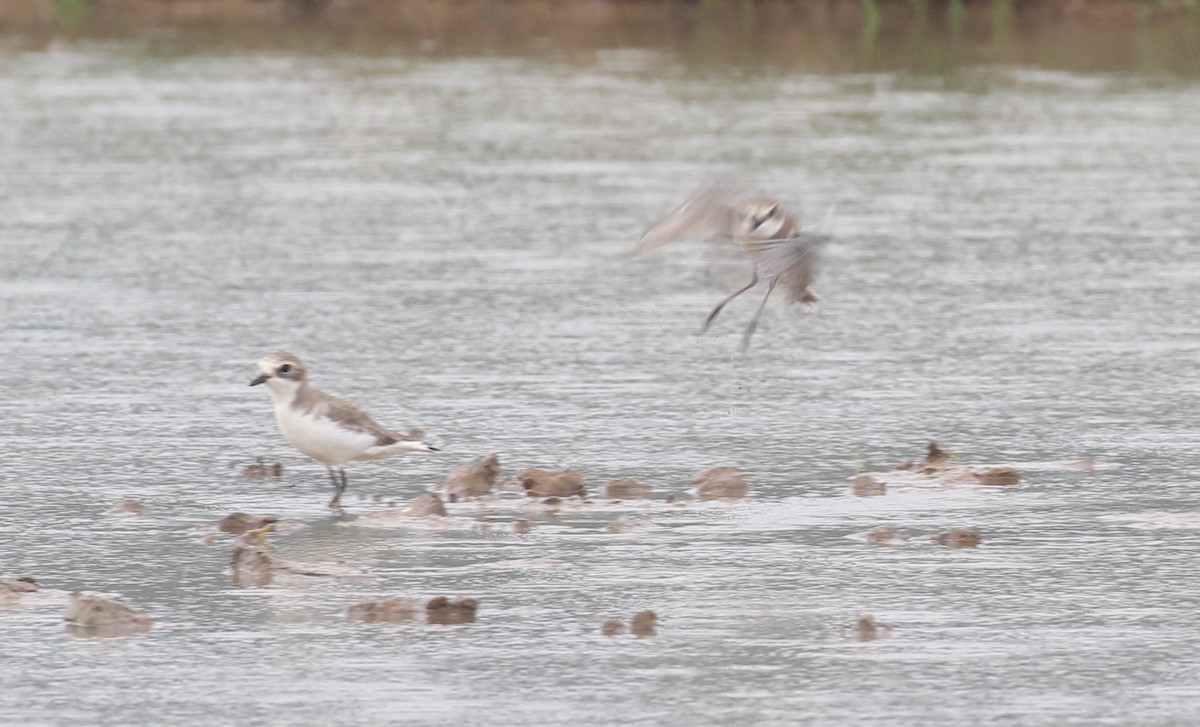 Tibet Cılıbıtı - ML645656103