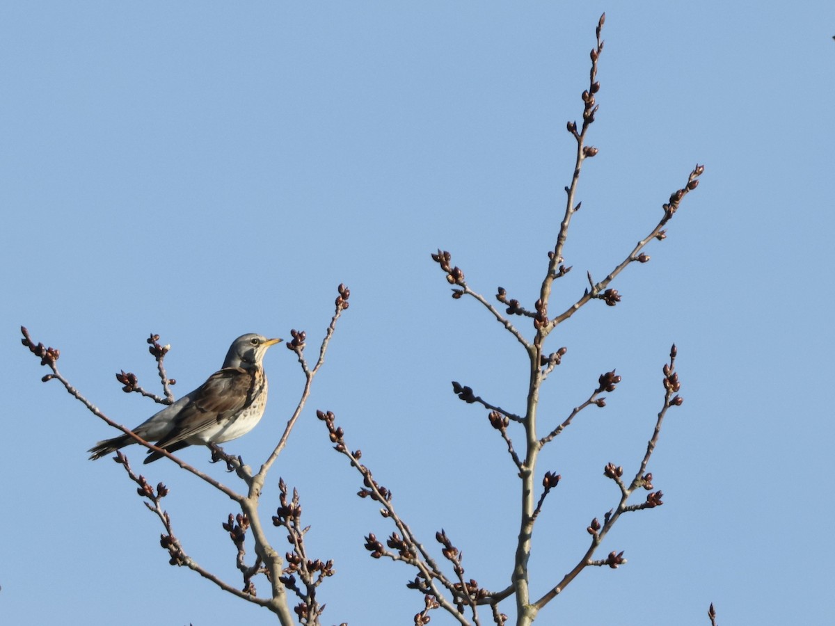 Fieldfare - ML645656112