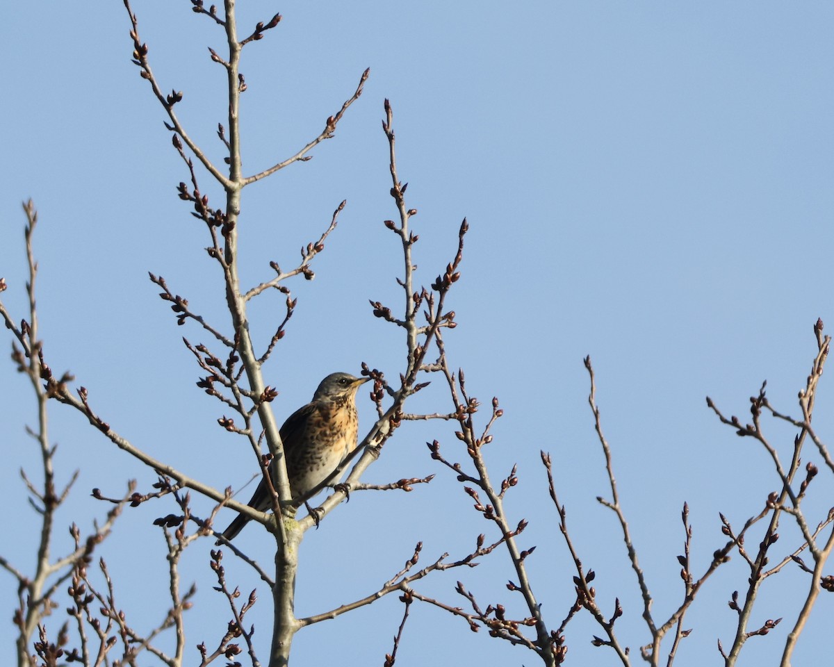 Fieldfare - ML645656115