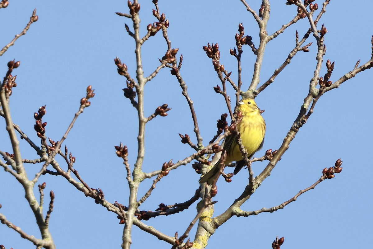 Yellowhammer - ML645656117