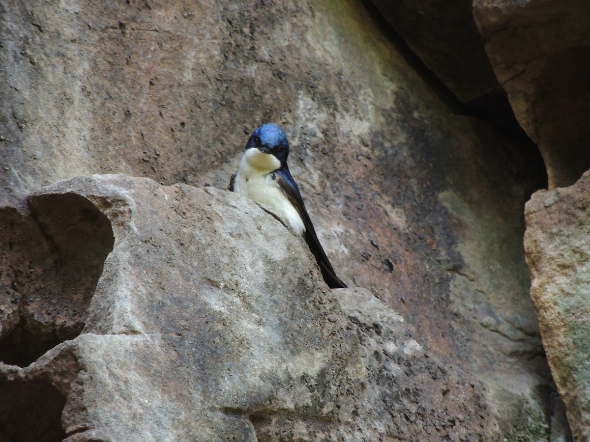 vlaštovka modrobílá - ML645656119