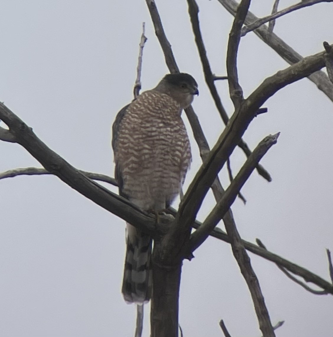 Cooper's Hawk - ML645656120