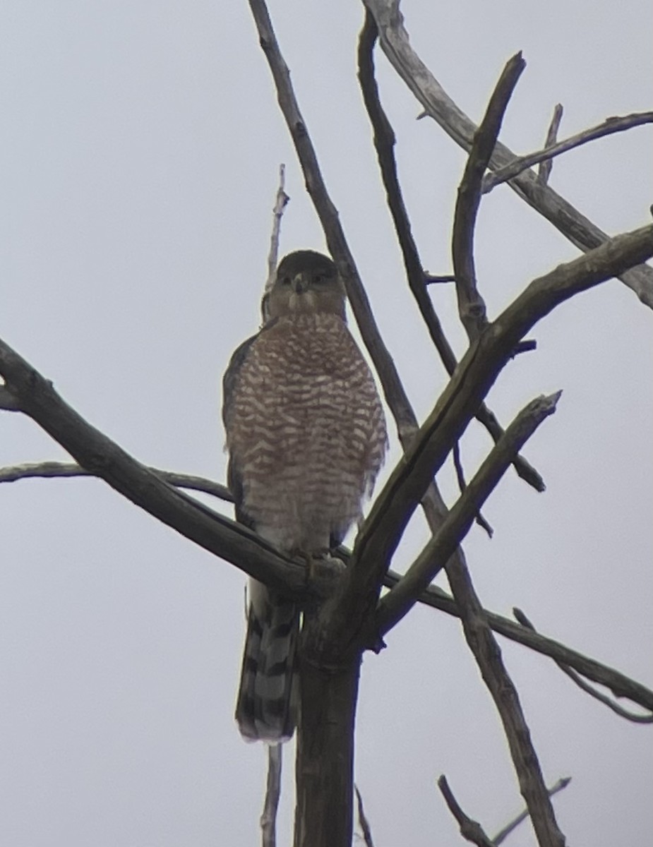 Cooper's Hawk - ML645656121