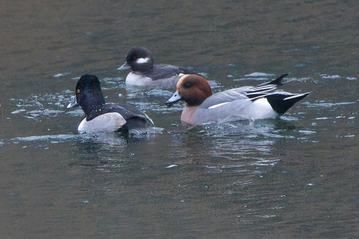 Eurasian Wigeon - ML645656126