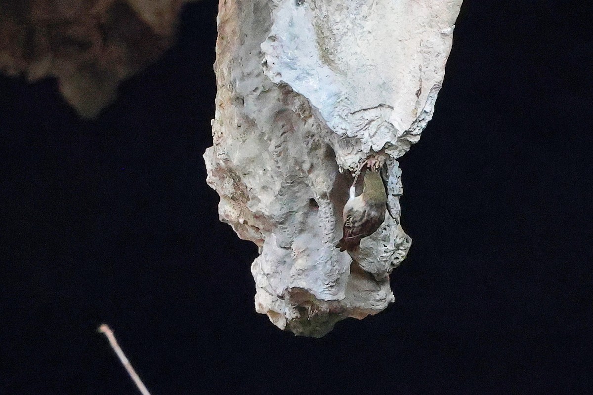 Ткачик рудощокий - ML645656129