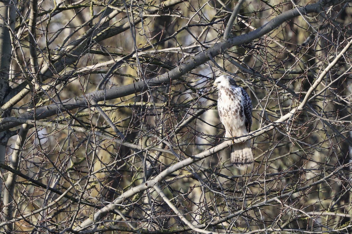 Common Buzzard - ML645656131