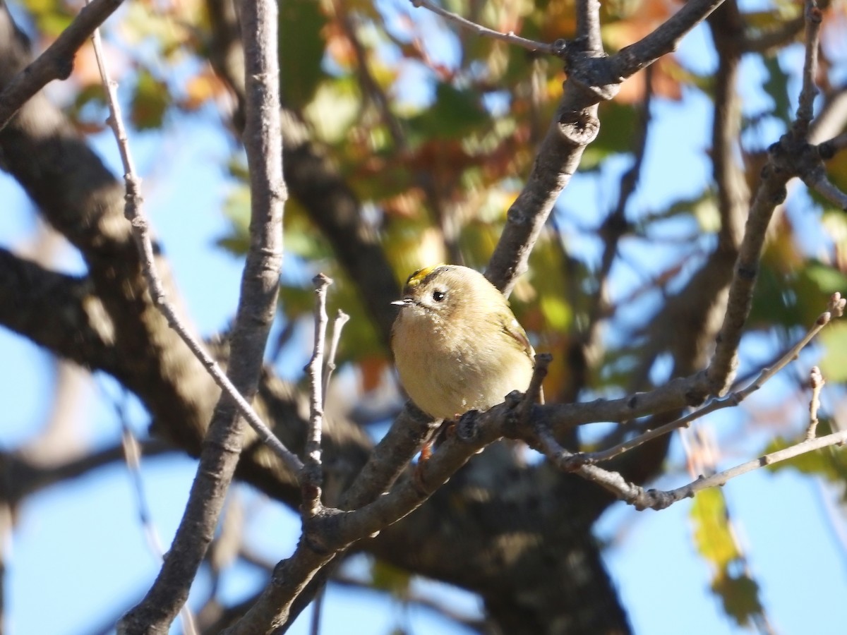 Goldcrest - ML645656137