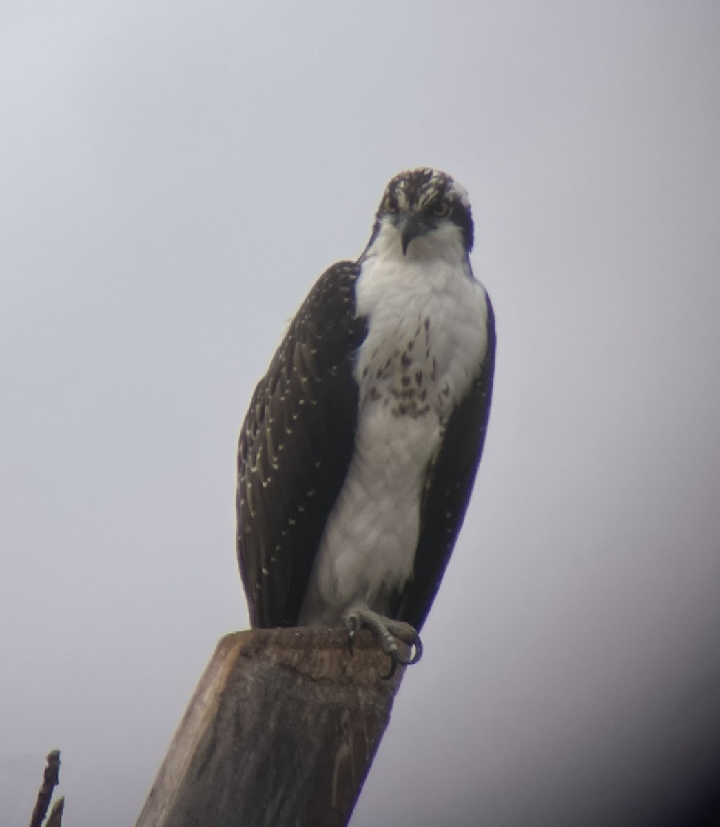 Osprey - ML645656138