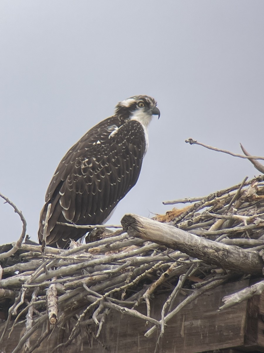 Osprey - ML645656139