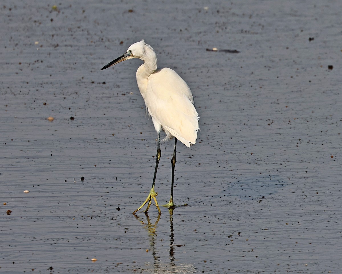 Little Egret - ML645656146