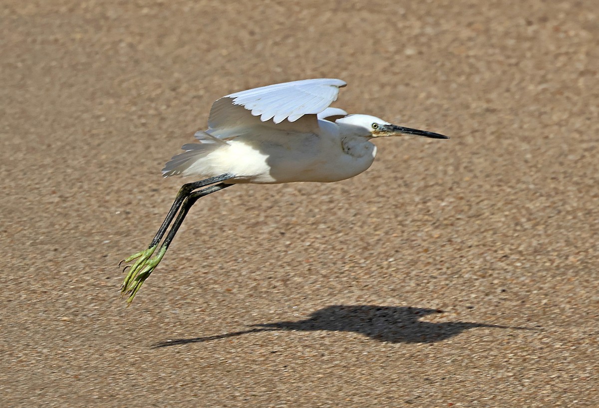 Little Egret - ML645656147