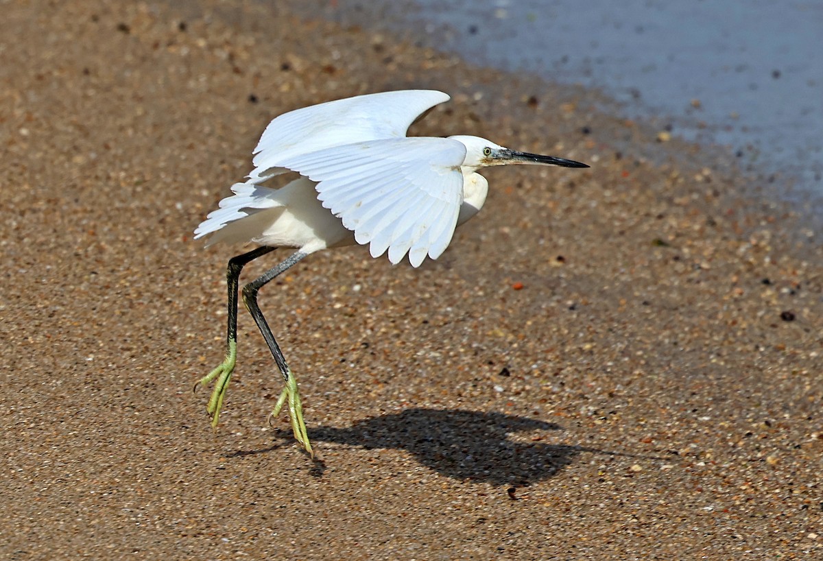 Little Egret - ML645656148