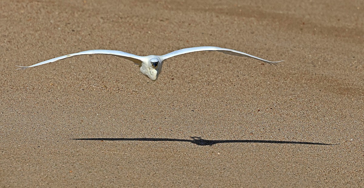 Little Egret - ML645656150