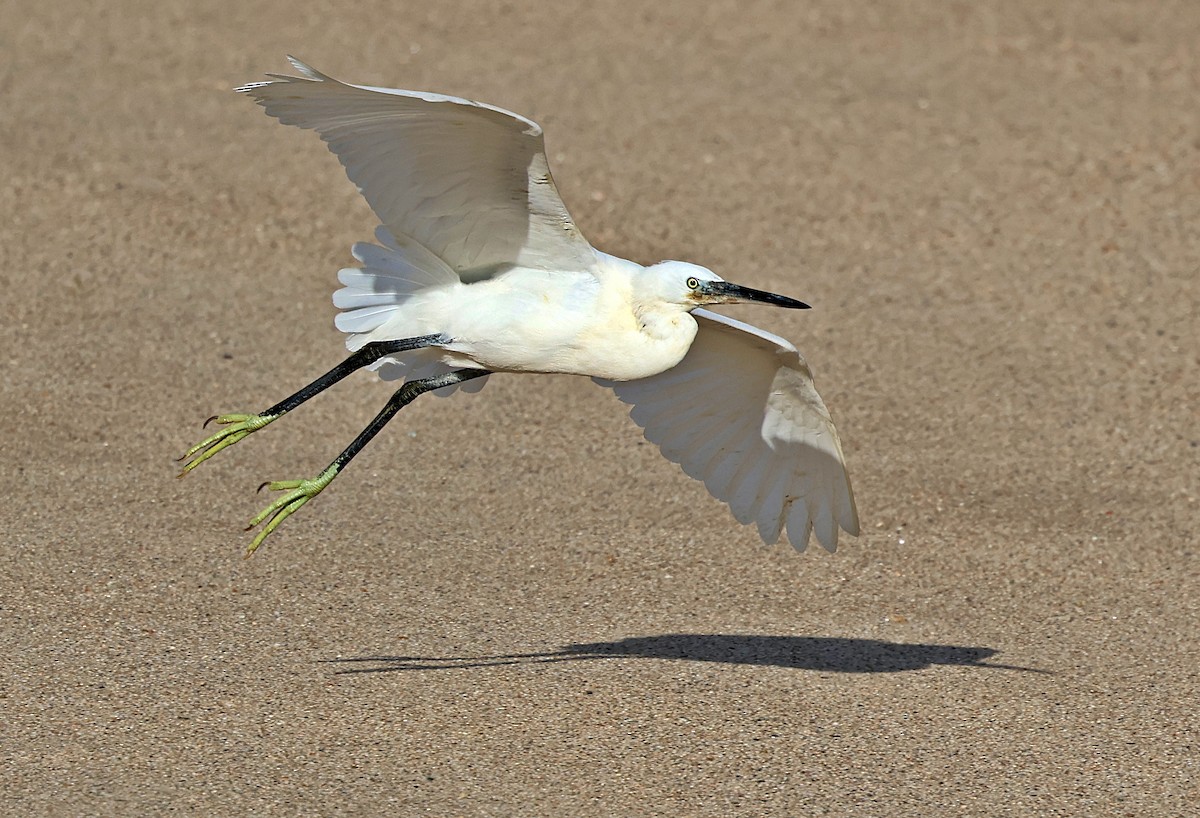 Little Egret - ML645656151