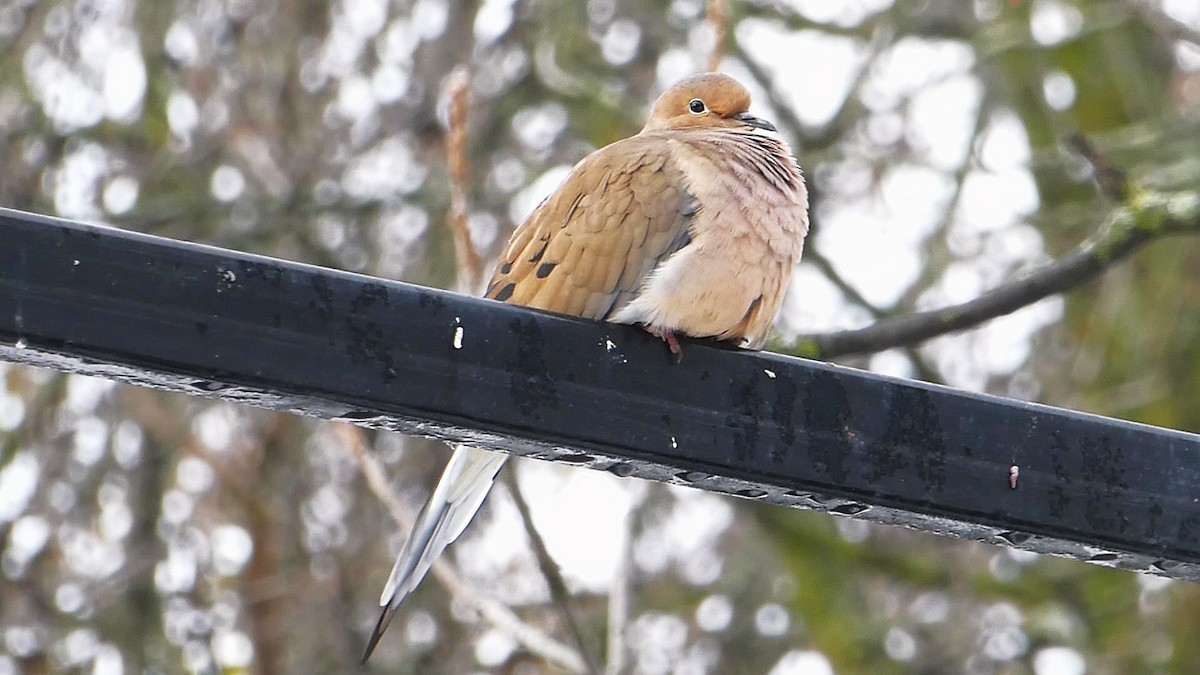 Mourning Dove - ML645656155
