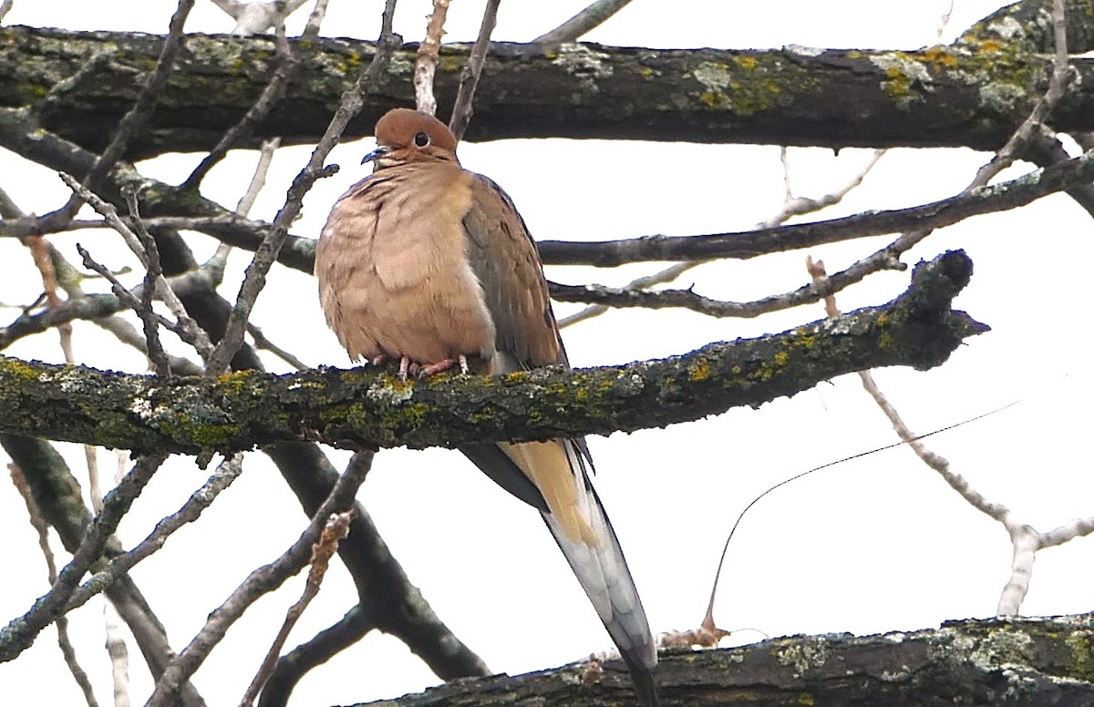 Mourning Dove - ML645656156