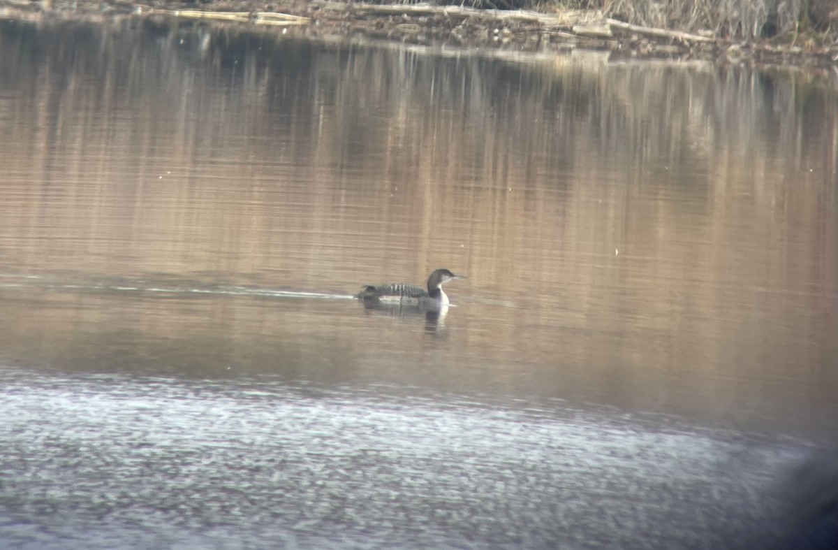 Common Loon - ML645656161