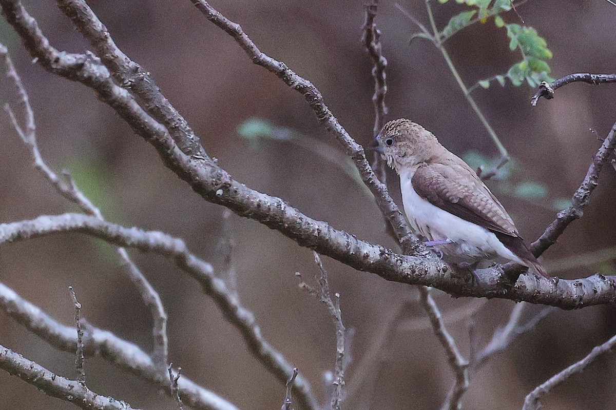 savannesølvnebb - ML645656164