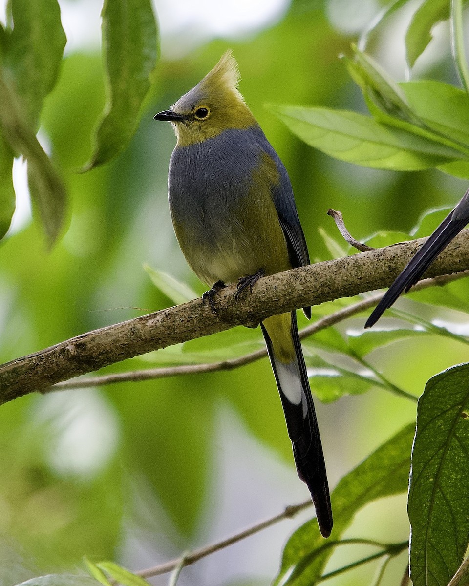 Long-tailed Silky-flycatcher - ML645656165