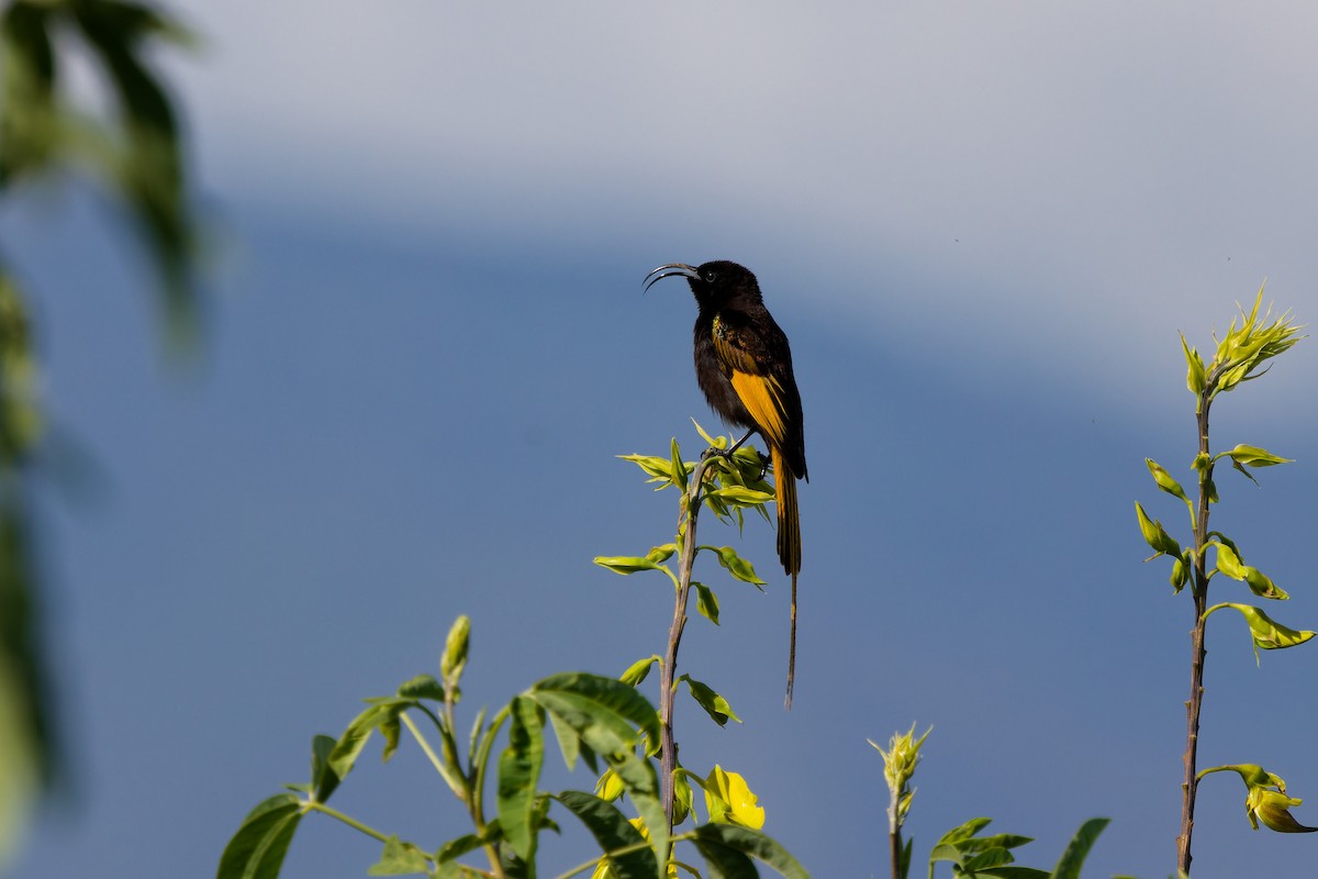 strdimil zlatokřídlý - ML645656180