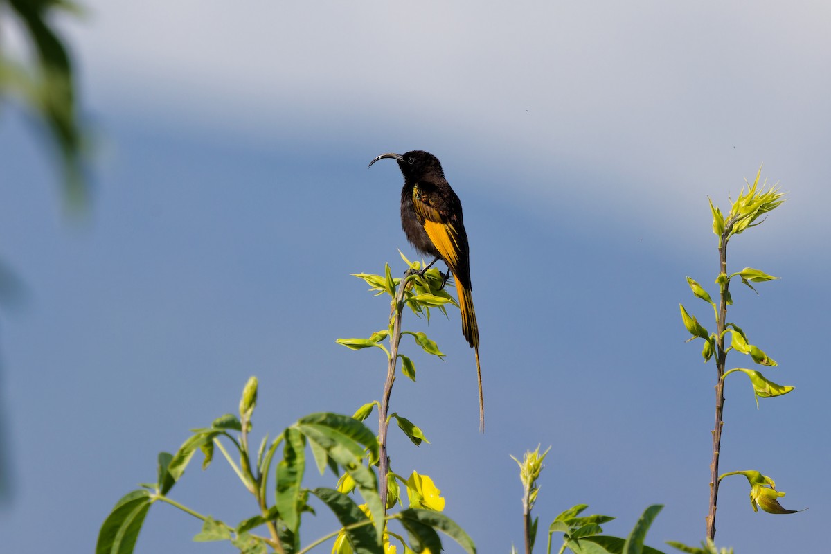 strdimil zlatokřídlý - ML645656181